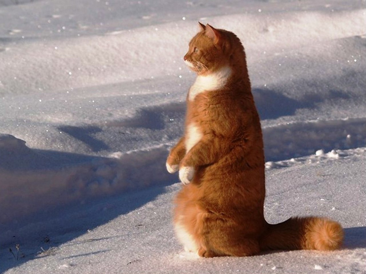 Начинаем ждать весну. Кот в снегу. Рыжий кот идет по снегу.